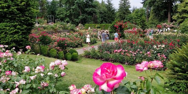 International Rose Test Garden